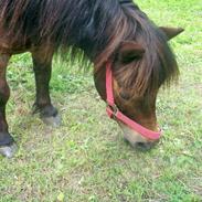 Shetlænder Prinsesse Daisy <3