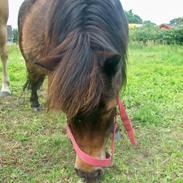 Shetlænder Prinsesse Daisy <3