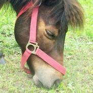 Shetlænder Prinsesse Daisy <3