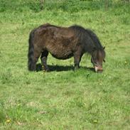 Shetlænder Prinsesse Daisy <3