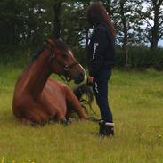 Dansk Varmblod Atlètico