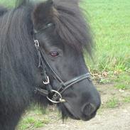Shetlænder Rikke!<3