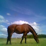 Westfaler Dancing (Buster)