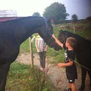 Anden særlig race Angel