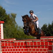 Welsh Cob (sec D) fronerthig revolution A-pony