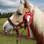 Haflinger Freja