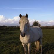 Connemara Connery (Himmelhest)