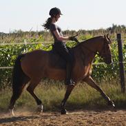 Anden særlig race Bella Bacardi