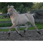 Fjordhest Birkely's Passoa