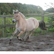 Fjordhest Birkely's Passoa