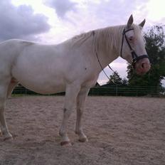 Knabstrupper Tonkas Nashanti