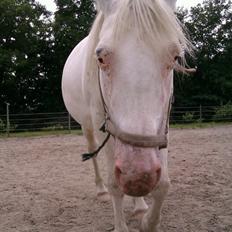 Knabstrupper Tonkas Nashanti