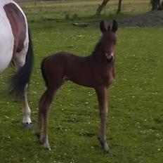 Anden særlig race Abbygail