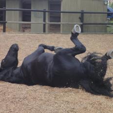 Frieser gart gejlbjerg