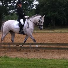 Welsh Pony (sec B) Fjorvangens Evian