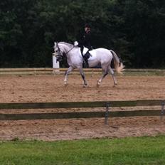 Welsh Pony (sec B) Fjorvangens Evian