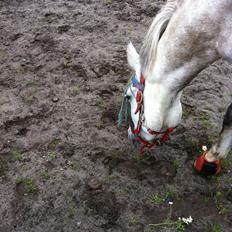 Welsh Pony (sec B) Fjorvangens Evian