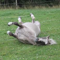 Islænder Fína fra Stald Prahl