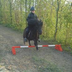 Shetlænder Rikke!<3