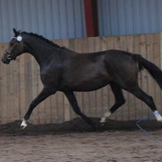 Dansk Varmblod Søballegårds Domina