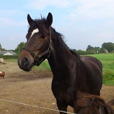 Anden særlig race Prins Charming *Har redet*