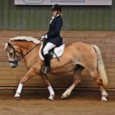 Haflinger GRYNET