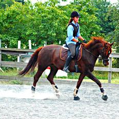 Dansk Varmblod Appassionata