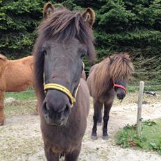 Islænder Björk fra Damgård