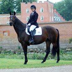 Trakehner Turned Up At Noon