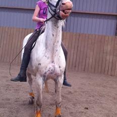 Knabstrupper Lurifax<3  *My soulmate!<3*