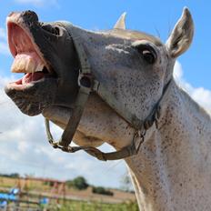 Pura Raza Española Guerrer