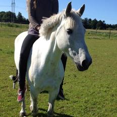 New Forest Rødtjørns Bellis *tidligere hest*