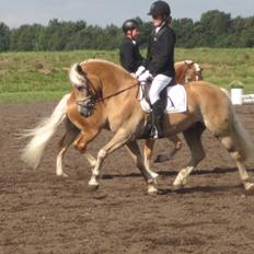 Haflinger Vestervangs Asterix!