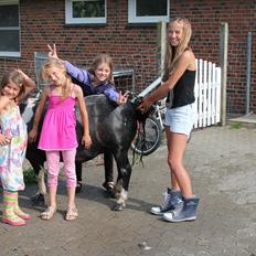 Shetlænder Josephine  *min moster´s