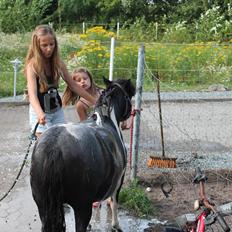 Shetlænder Josephine  *min moster´s