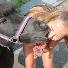 Shetlænder Josephine  *min moster´s