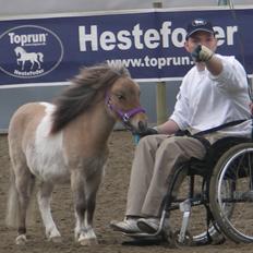 Shetlænder Crazy's sallie