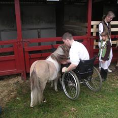 Shetlænder Crazy's sallie