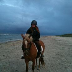 Haflinger Savanna