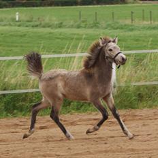 Islænder Gimli fra Lysenge