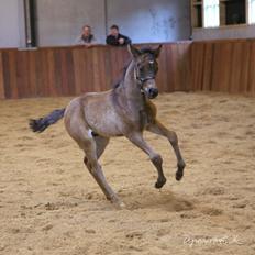 Tysk Sportspony Traeumer A-pony