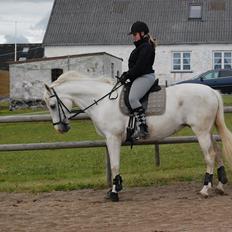 Anden særlig race Sunshine