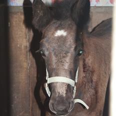Irish Cob Romany's Naomi
