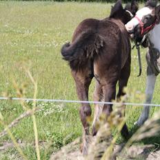 Irish Cob Romany's Naomi