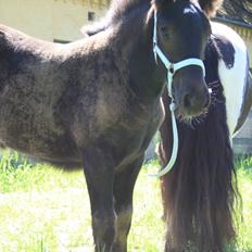 Irish Cob Romany's Naomi