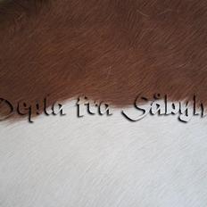 Islænder Depla fra såbyhøj