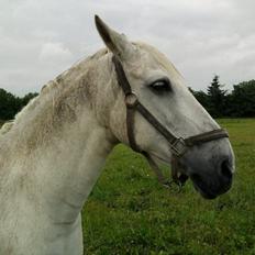 Anden særlig race Mickey