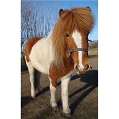 Islænder Depla fra såbyhøj