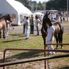 Oldenborg Bøgelunds Runa
