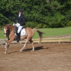 DSP Wissinggaards Dornik Special<3